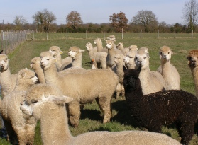 Alpacas for Sale