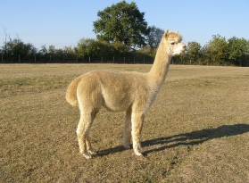 Alpacas for Sale