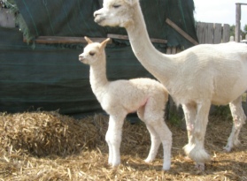Alpacas for Sale